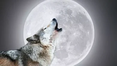 Photo of What Does the Wolf Moon and Flower Moon Symbolize A Complete Guide