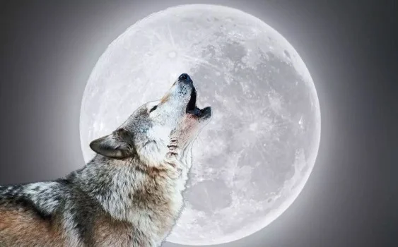 What Does the Wolf Moon and Flower Moon Symbolize A Complete Guide
